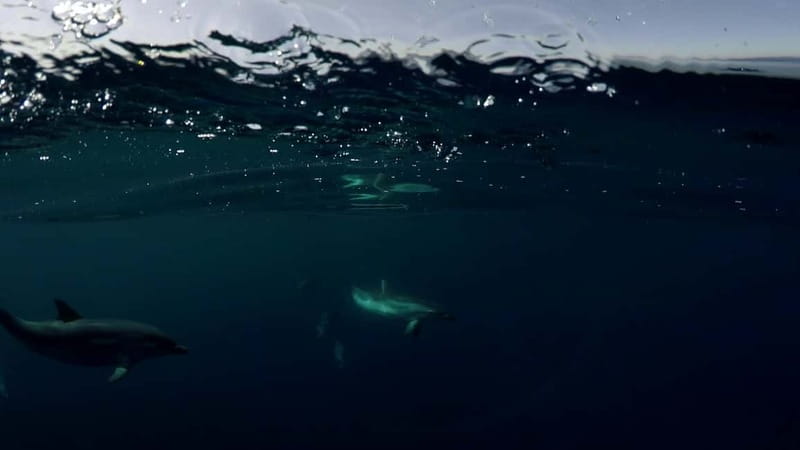 Brindisi: Kayaking at Sant'Andrea Island - A swim in a historic setting