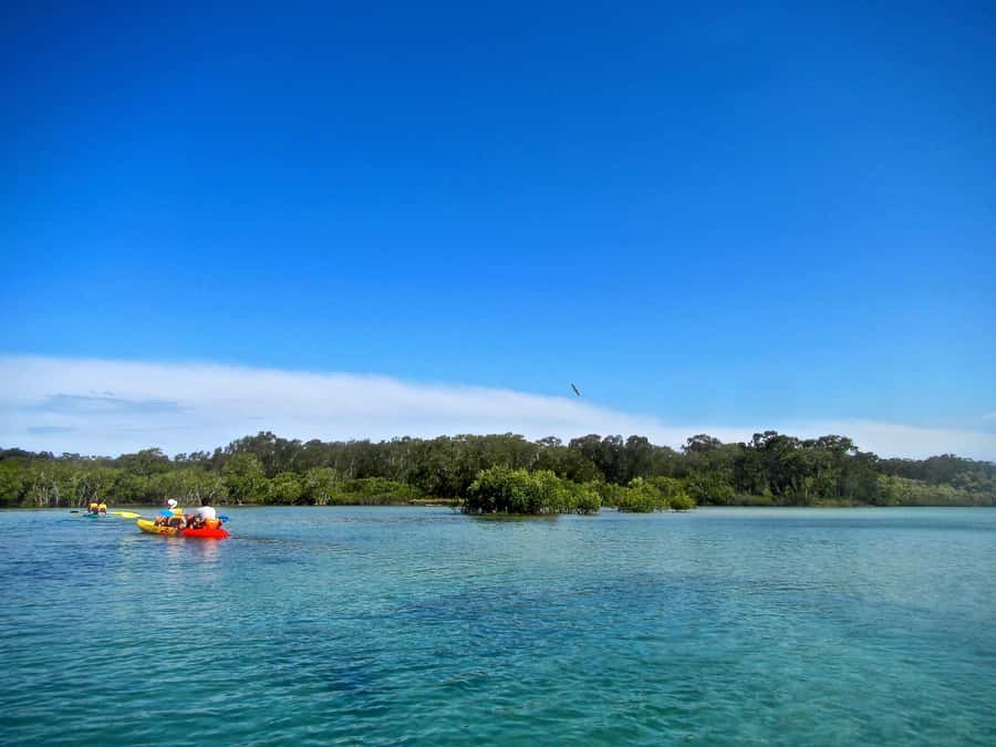 Byron Bay: Brunswick River Scenic Kayak Tour - Wildlife watching without chasing the wildlife