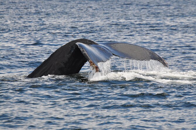 Campbell River: Kayaking and Whale Watching Tour - Key points to know before you book