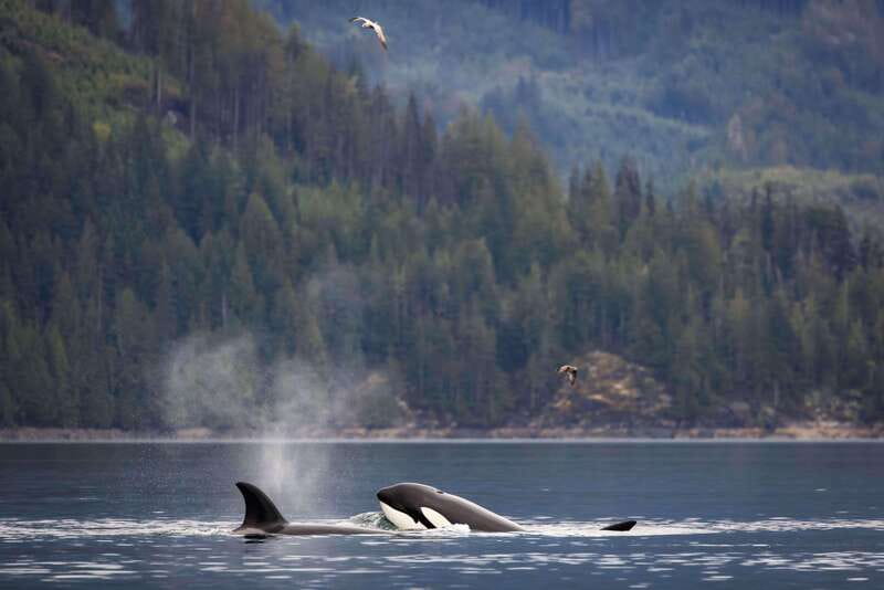 Campbell River: Kayaking and Whale Watching Tour - Kayaking beyond the usual day-tour range