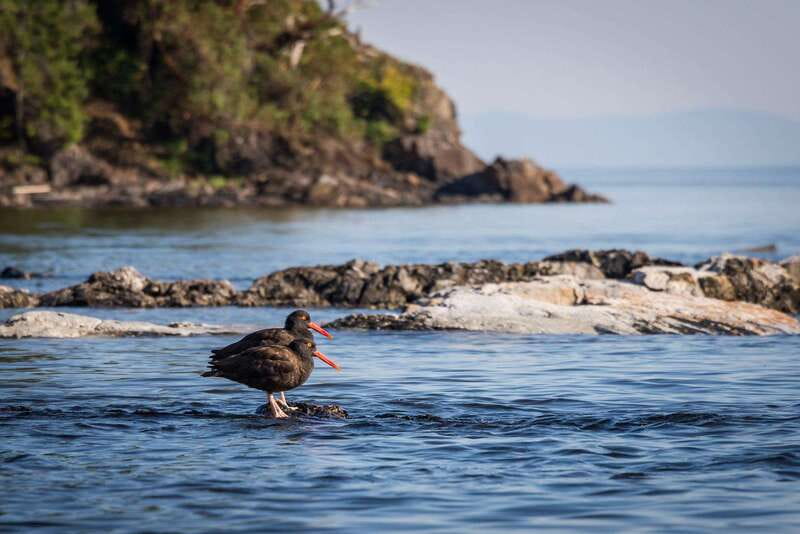 Campbell River: Kayaking and Whale Watching Tour - Lunch, hot drinks, and the practical comforts