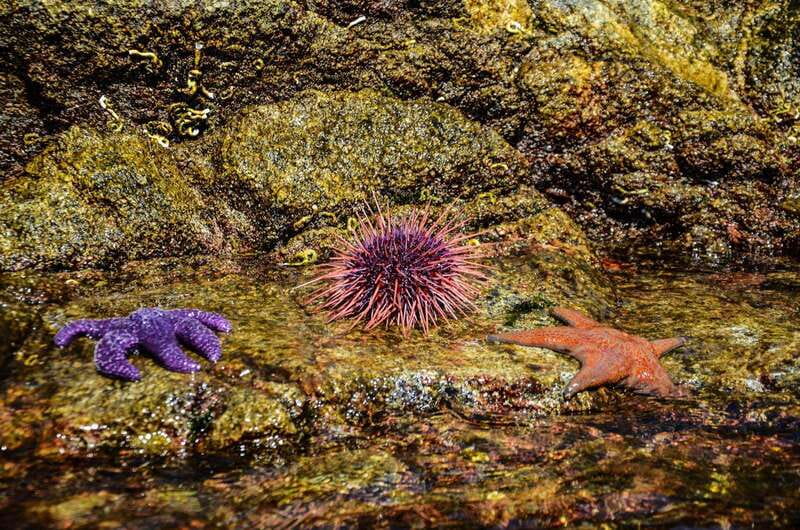 Campbell River: Kayaking and Whale Watching Tour - What to wear for a long day on the water