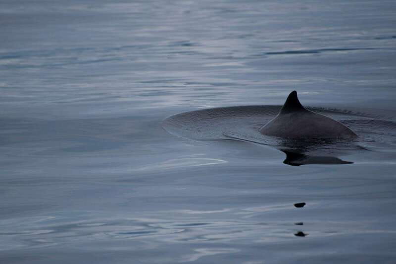 Campbell River: Kayaking and Whale Watching Tour - Is the $360 price fair?