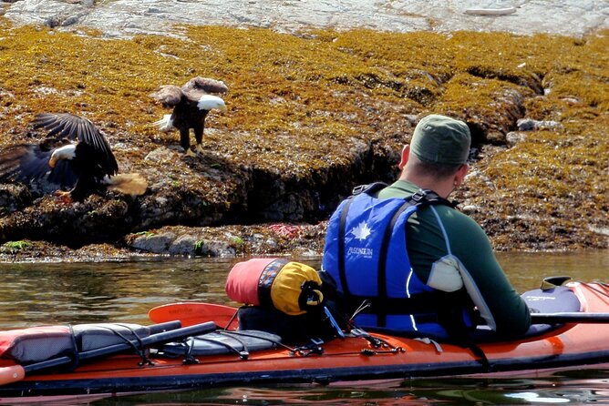 Campbell River: Kayaking and Whale Watching Tour - Starting at Discovery Harbour Marina
