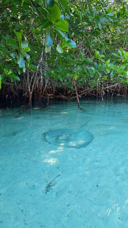 Cancún: Morning or Sunset Kayak Adventure in Nichupte Lagoon - Who will enjoy this paddle most?