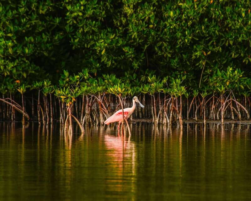 Cancún: Morning or Sunset Kayak Adventure in Nichupte Lagoon - Morning, sunrise, or sunset?
