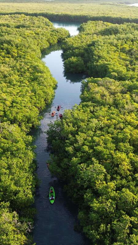 Cancun: Sunset Kayak Experience in the Mangroves - What makes this kayak trip worth your evening