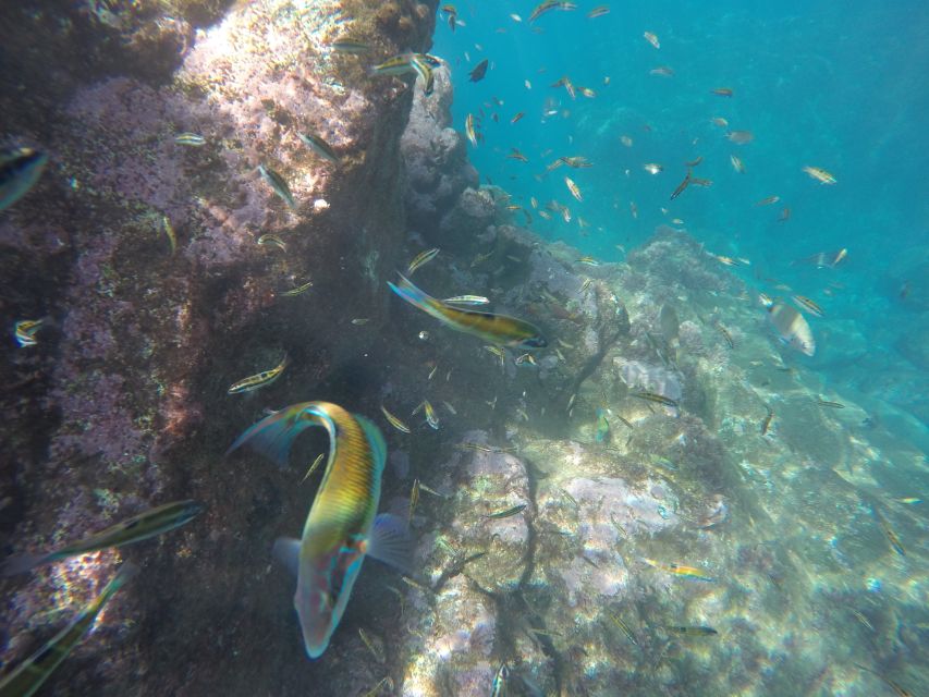 Caniço, Madeira: Marine Reserve Kayak & Snorkelling Tour - Who will enjoy this outing most?