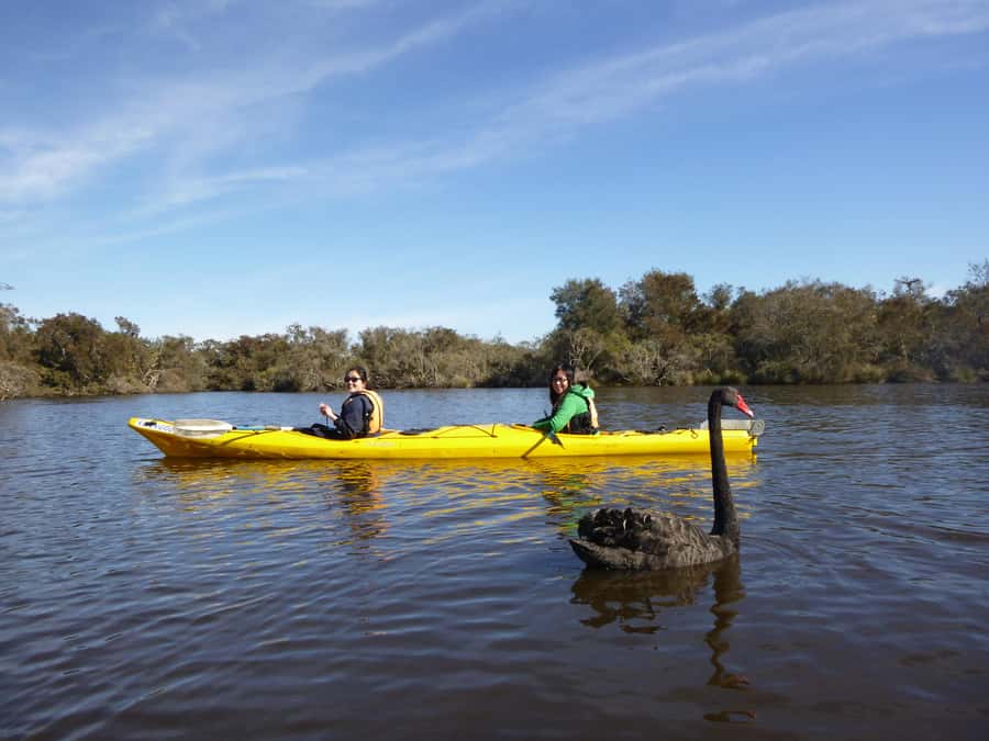 Canning River Half-Day Kayak Wildlife Tour - A peaceful river outing close to Perth