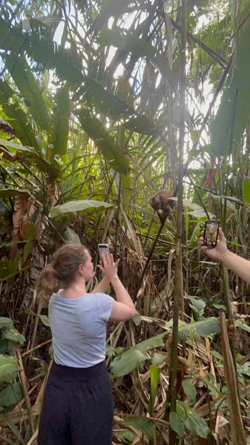 Canopy Tower, Zipline, Kayak, and Monkey Island … - A full Amazon day from Puerto Maldonado