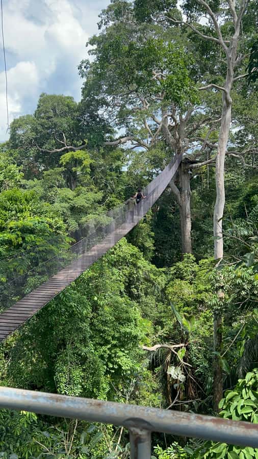Canopy Tower, Zipline, Kayak, and Monkey Island … - Two zipline rides and a 100-meter bridge