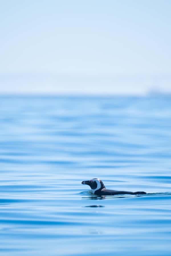Cape Town: Dolphin & Ocean Wildlife Kayaking Adventure ⚓️ - Who will get the most from this paddle
