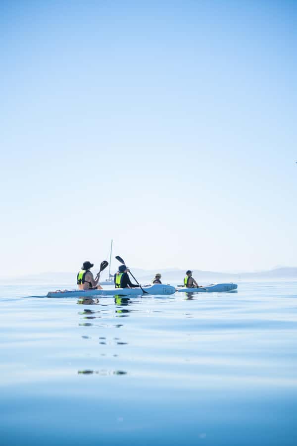 Cape Town: Dolphin & Ocean Wildlife Kayaking Adventure ⚓️ - Is $37 good value?
