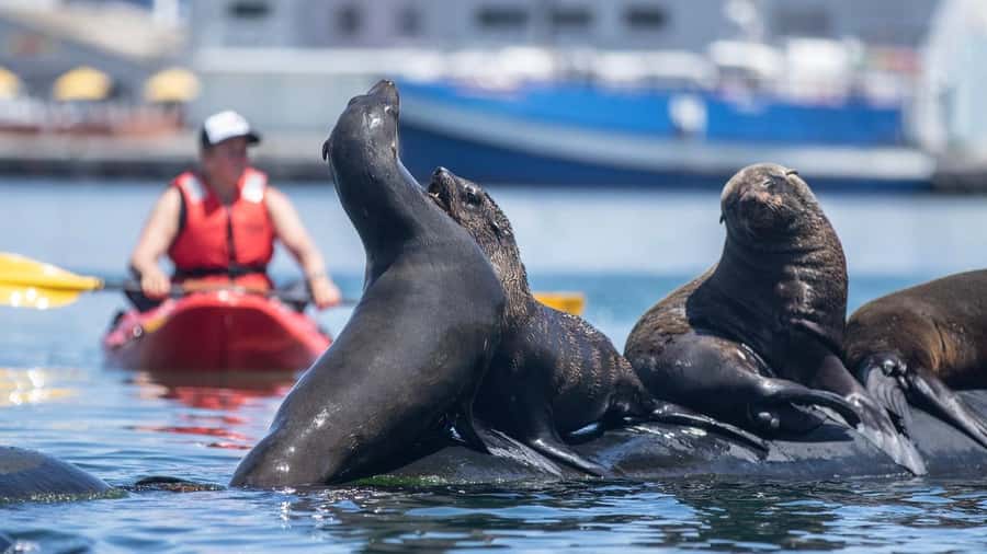 Cape Town: Guided Kayak Tour - Key points to know before you paddle