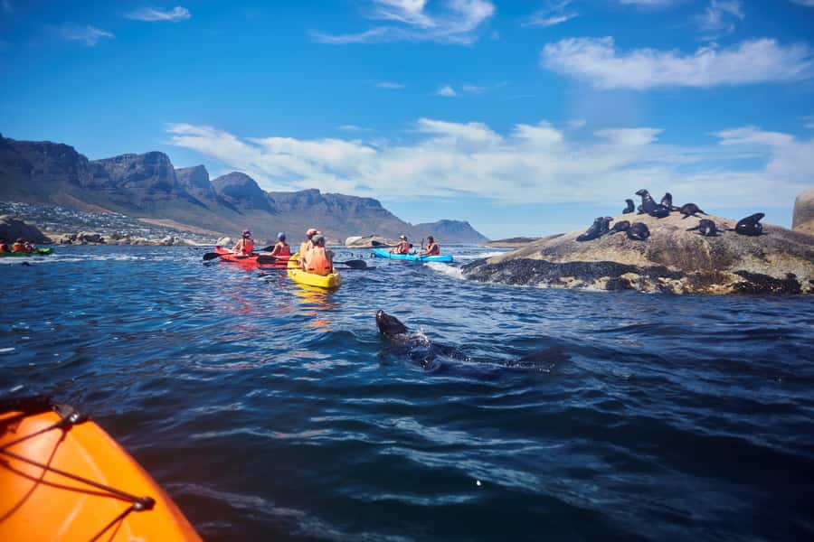 Cape Town: Guided Kayak Tour of Clifton Beaches & The Coast - A small seal colony and changing wildlife