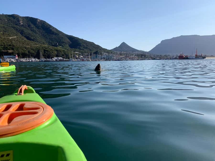 Cape Town: Guided Kayaking in Hout Bay - What to wear and what happens when you get wet