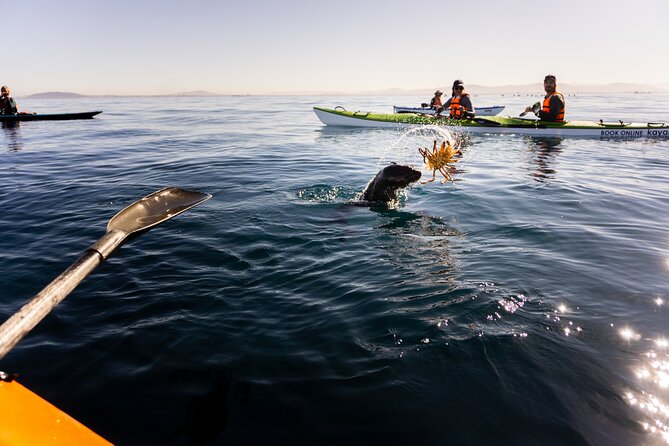 Cape Town Kayak Adventure in Table Mountain Marine Reserve - Wildlife sightings and the limits of luck
