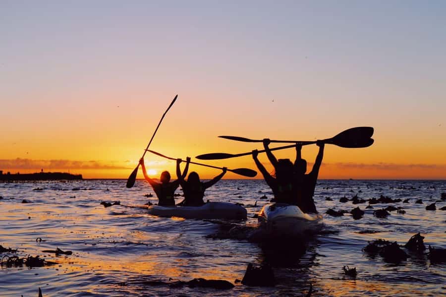 Cape Town: Marine Life Kayak Tour From the V&A Waterfront - What the two hours feel like