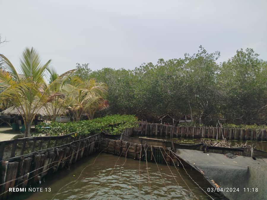 Cartagena: FISHERMEN'S ISLAND IN THE MANGROVES by canoe - Three mangrove tunnels and the Virgin Reservoir