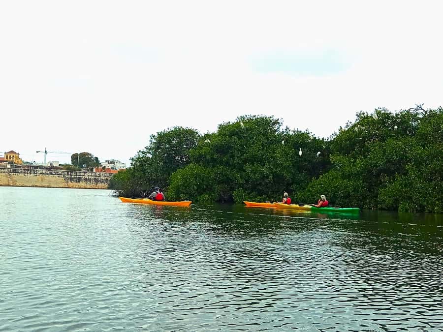 Cartagena: Walled City Kayak Tour - Mangroves along the city wall