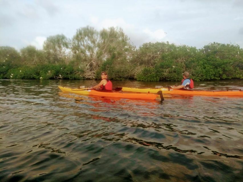 Cartagena: Walled City Kayak Tour - Bird’s Island and the best nature stop