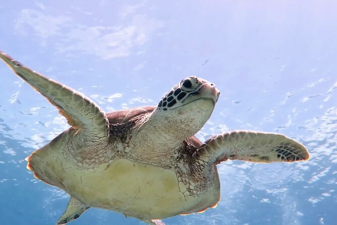 Cas Cay - Kayak Hike and Snorkel Adventure - Key points to know before you book