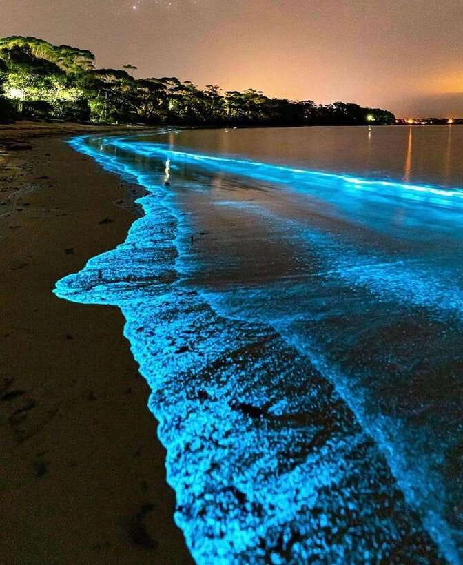 Cat Ba Island: Lan Ha Bay Bioluminescence Plankton Kayaking - Why the glowing plankton is the main event