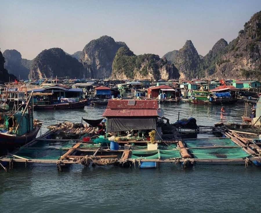 Cat Ba : Lan Ha Bay Bioluminescent Plankton Kayak Boat Tour - Dinner at Alibaba’s family restaurant