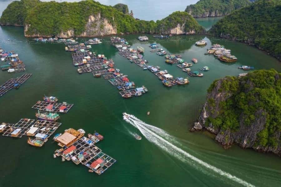 Cat Ba : Lan Ha Bay Bioluminescent Plankton Kayak Boat Tour - Who will enjoy this Cat Ba outing