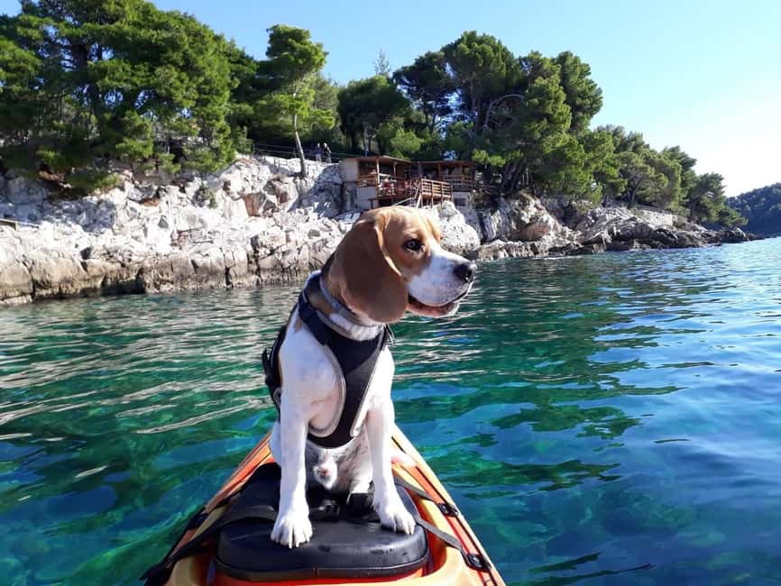 Cavtat: 'Pomalo' Guided Sea Kayaking Tour - The first paddle: learning the rhythm