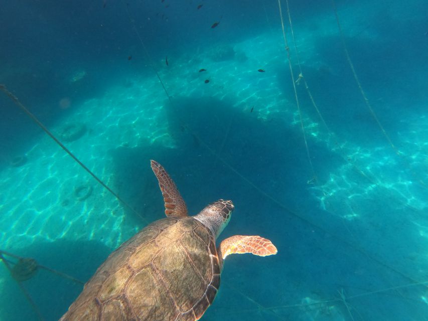 Chania: Stand-Up Paddleboard Small Group Tour - Is SUPinCrete’s Marathi Bay tour worth booking?