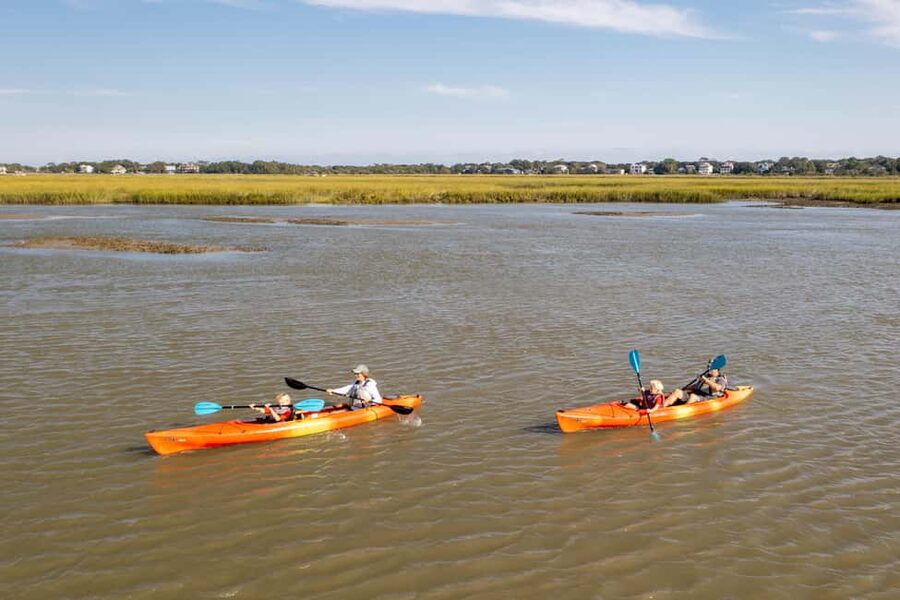 Charleston: Folly Beach Morning Kayak Dolphin Safari - Coastal plants and wildlife beyond the dolphins