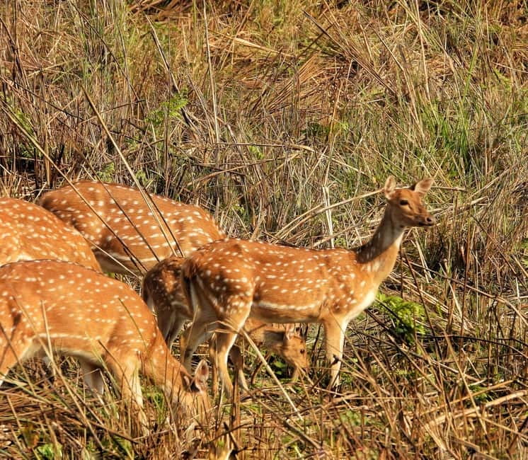 Chitwan: Full-Day Safari Canoeing and Jungle Walk and Jeep - Key points to know before you book