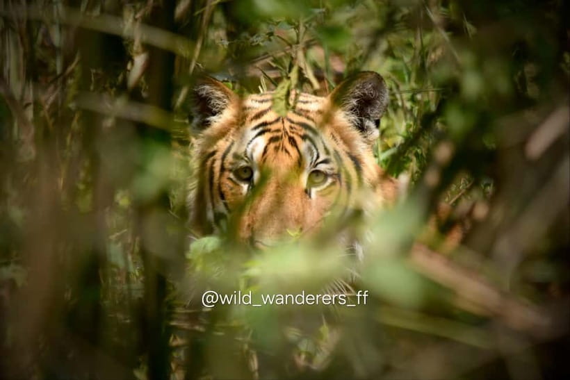 Chitwan: Full-Day Safari Canoeing and Jungle Walk and Jeep - Three hours on foot in the jungle