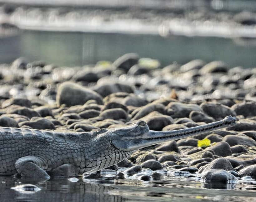 Chitwan: Full-Day Safari Canoeing and Jungle Walk and Jeep - Lunch before the long jeep safari