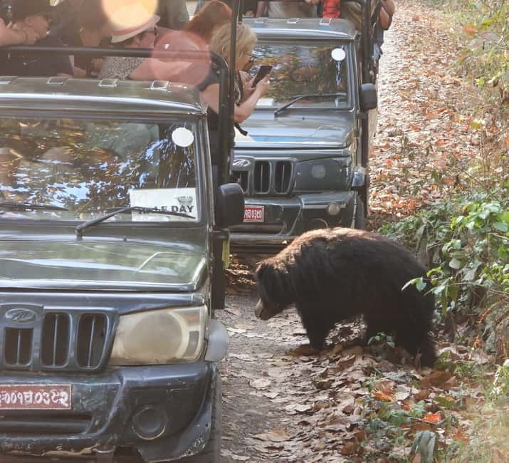 Chitwan: Full-Day Safari Canoeing and Jungle Walk and Jeep - Four hours by jeep in Chitwan National Park