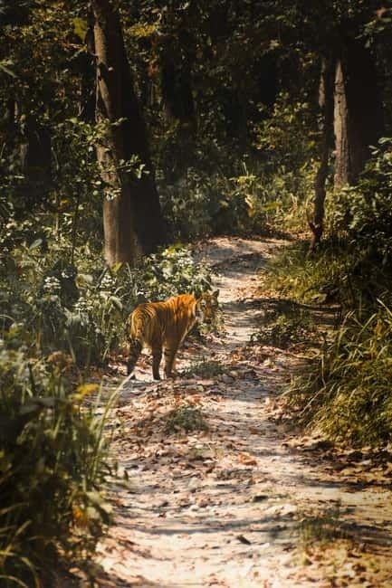 Chitwan: Full-Day Safari Canoeing and Jungle Walk and Jeep - Seasonal changes from June to mid-October