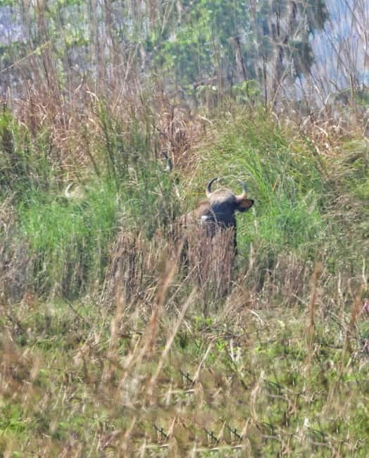 Chitwan: Full-Day Safari Canoeing and Jungle Walk and Jeep - What to bring and what to leave behind