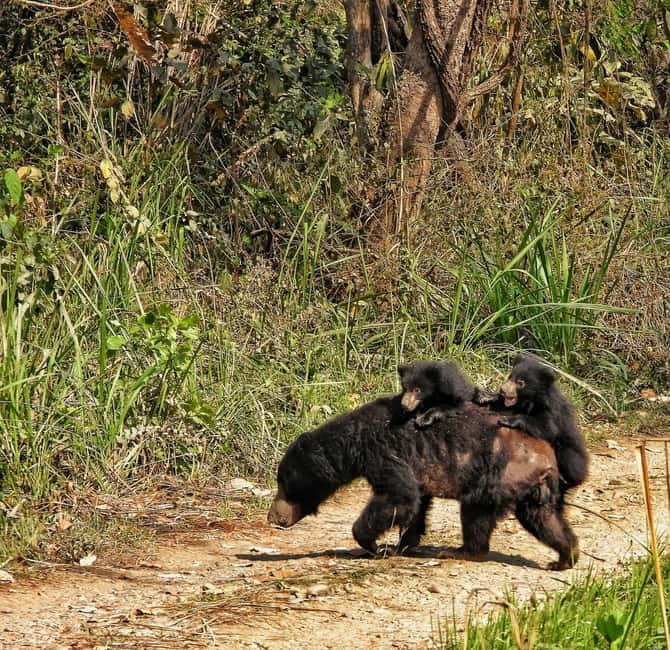 Chitwan: Full-Day Safari Canoeing and Jungle Walk and Jeep - The Rapti River canoe ride