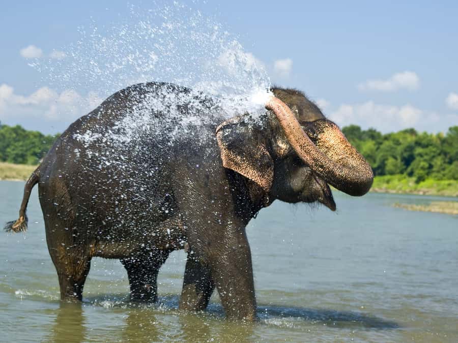 Chitwan: Jungle Safari Tour with Canoe Ride in Forest River - Morning jeep safari in Chitwan National Park