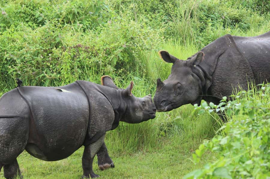 Chitwan: Jungle Safari Tour with Canoe Ride in Forest River - Birdwatching at first light