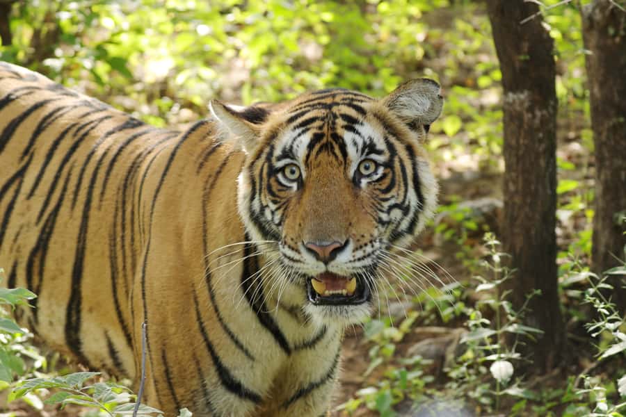 Chitwan: Jungle Safari Tour with Canoe Ride in Forest River - What the $201 price really includes