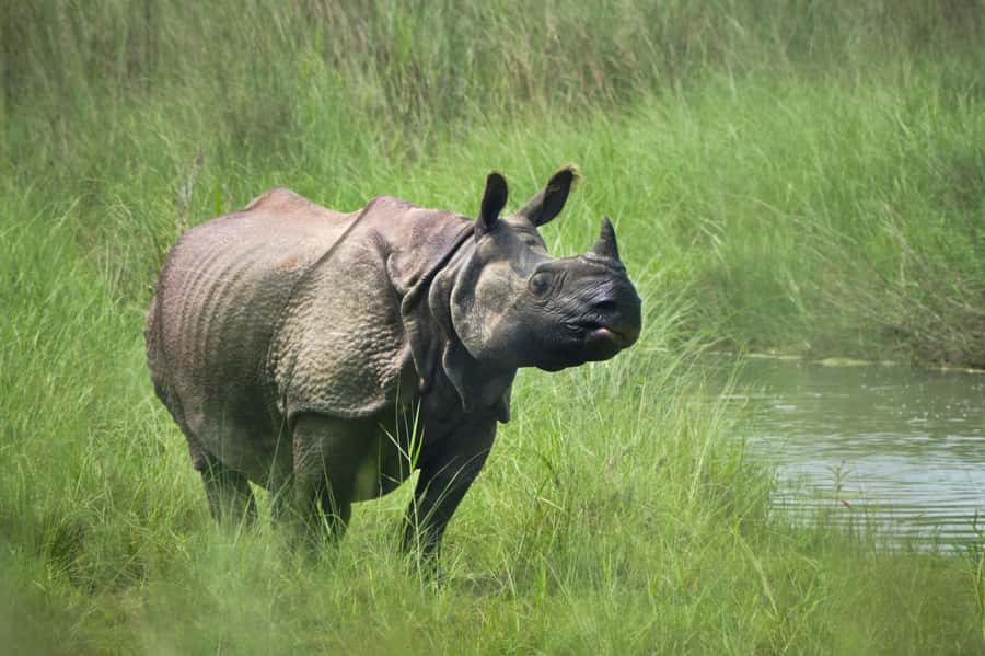 Chitwan: Jungle Safari Tour with Canoe Ride in Forest River - Who will enjoy this Chitwan safari