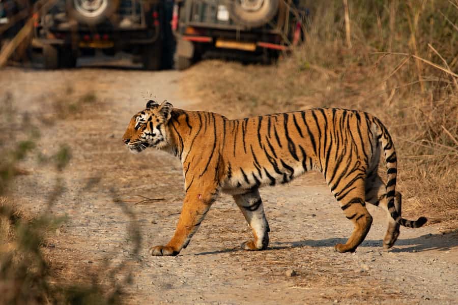 Chitwan: Jungle Safari Tour with Canoe Ride in Forest River - Arrival from Kathmandu and your first evening