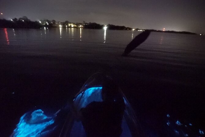 Clear Kayak Bioluminescence Tour - What happens during the two-hour outing