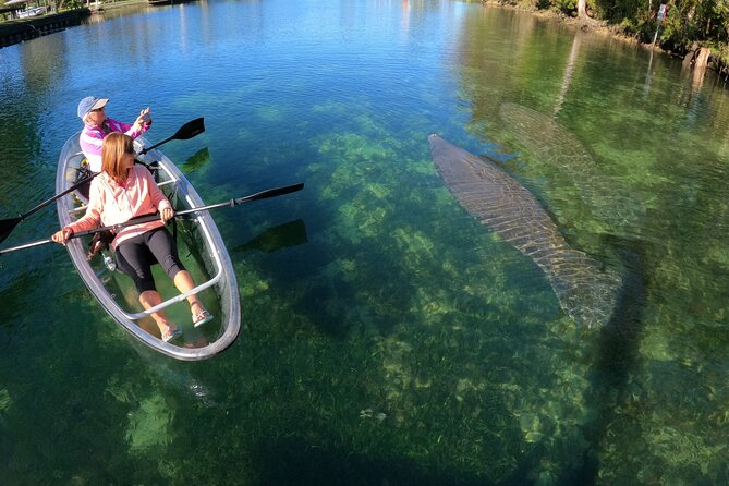 Clear Kayak Manatee Ecotour of Crystal River - Families, Solo Paddlers, and Weight Rules