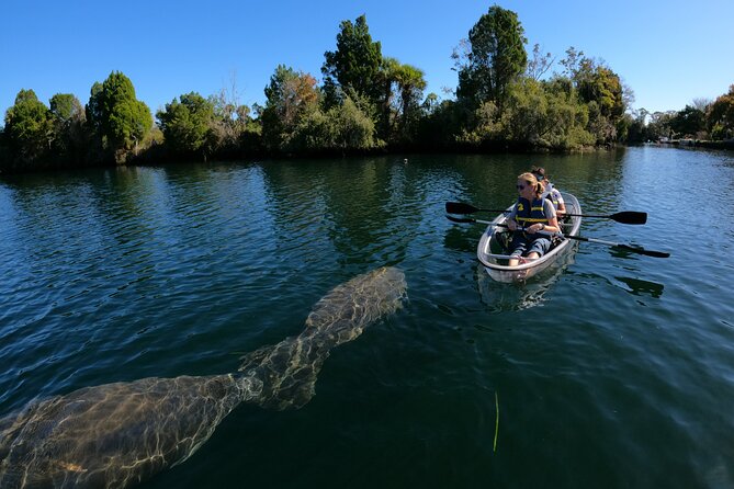 Clear Kayak Manatee Ecotour of Crystal River - Price, Extra Fees, and Photo Options