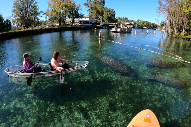 Clear Kayak Manatee Ecotour of Crystal River - When This Tour Is a Good Choice