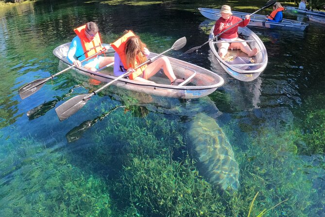 Clear Kayak Manatee Ecotour of Crystal River - Other Wildlife Beneath and Around the Kayak