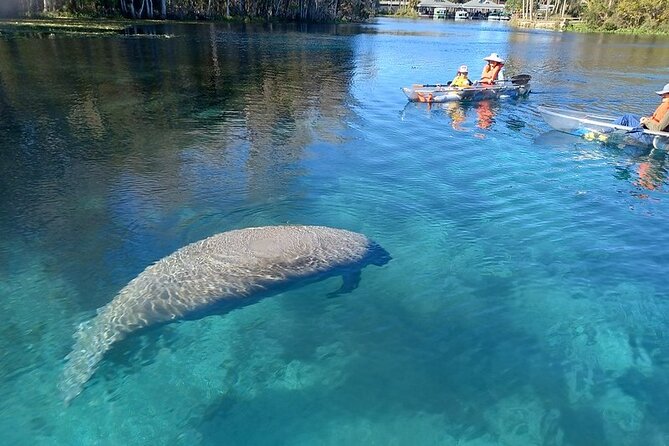 Clear Kayak or Paddleboard Manatee Adventure - Key points to know before you book